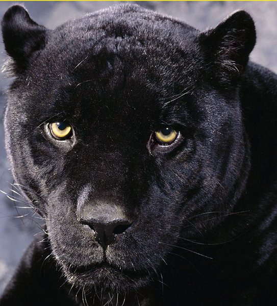Blackpanther - 27.jpg
